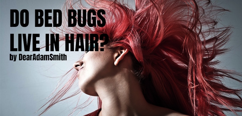 can-bed-bugs-live-in-hair