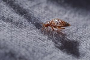 do bed bugs have wings