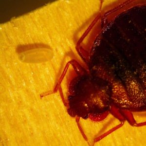 Can Bed Bugs Live In Hair?