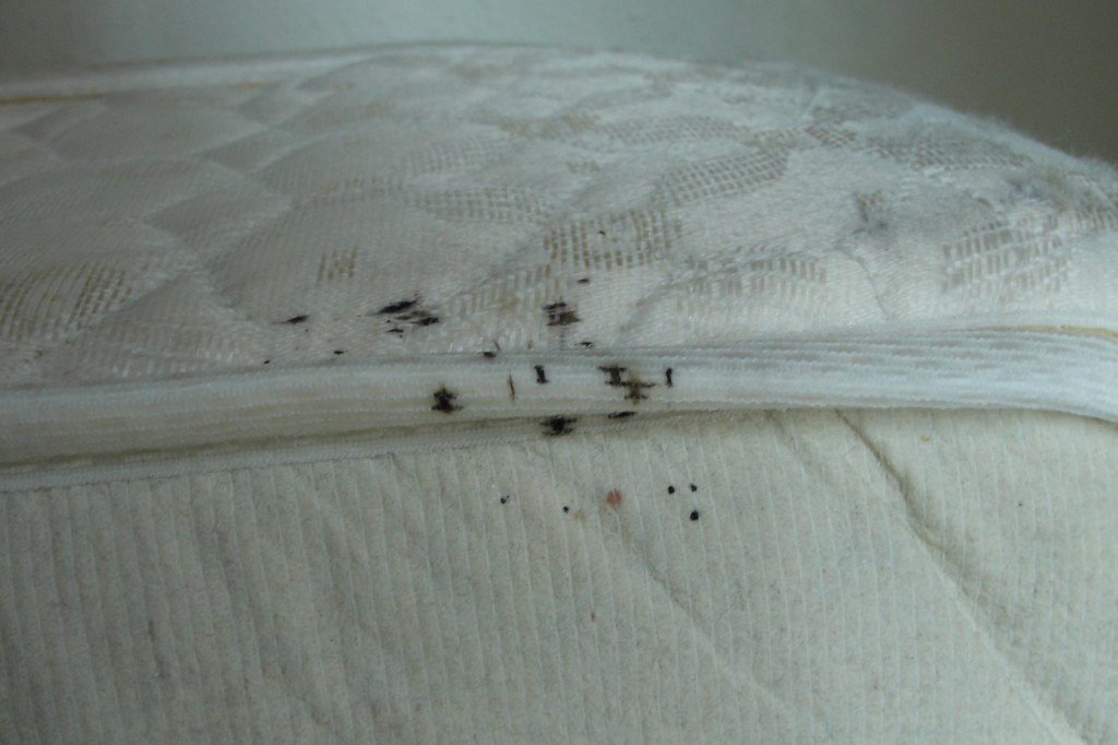 Do Dryer Sheets Repel Bed Bugs ? Bed Bugs and Dryer Sheets Guide