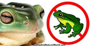 How to Get Rid of Frogs Naturally | Frog, Garden frogs, Frog and toad