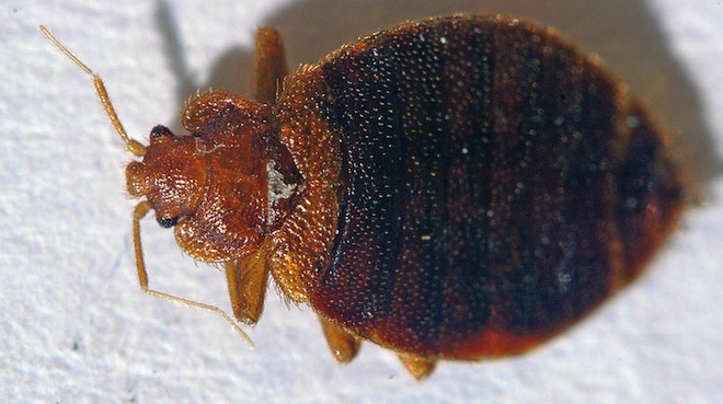 Bedbugs: Stop The Invasion!