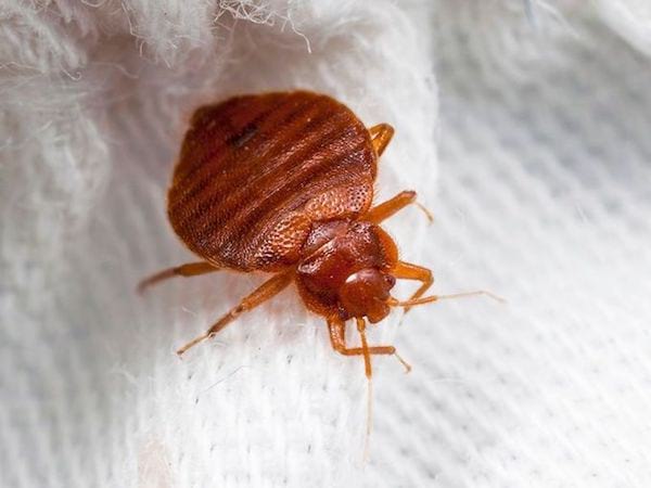 WHAT KILLS BED BUGS INSTANTLY