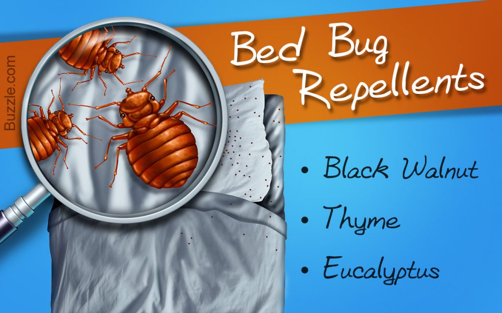 What Can I Put On My Body To Prevent Bed Bug Bites Bed Bug Repellent For Skin