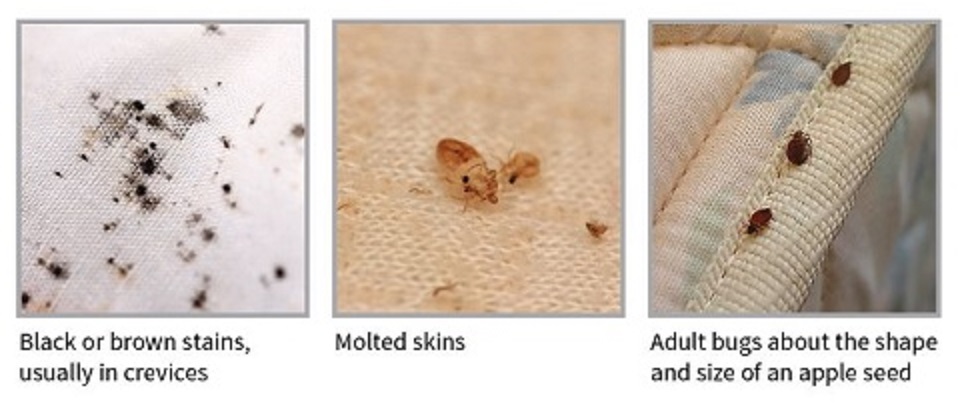 Dust Mite Bites Vs Bed Bug Bites