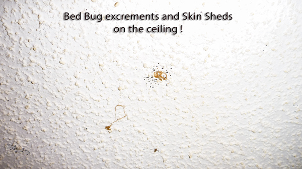 what can i put on my body to prevent bed bug bites
bed  bugs  bug  bites  skin  oil  home  bite  body  oils  repellent  people  way  blood  area  mattress  tea  remedies  night  infestation  water  insects  signs  treatment  lotion  ways  time  bedbugs  places  symptoms  itching  vinegar  areas  repellents  things  properties  reaction  spray  infection  place bed bugs  bed bug bites  bed bug  essential oils  bug bites  essential oil  tree oil  coconut oil  home remedies  bedbug bites  bed bug repellent  allergic reaction  bed bug infestation  bug infestation  many people  diatomaceous earth  apple cider vinegar  bug bite  bed frame  bed bug bite  bitten area  bed bug rash  repellent lotions  cold compress  bite marks  bed bug spray  amazon services  associates program  bed bug treatment  lemon juice bed bugs  skin  bed bug bites  bugs  repellent  mattress  blood  essential oils  lotion  oil  bed bug infestation  smell  eggs  clothes  tea  bugs  bed n  n-diethyl-m-toluamide  insect repellant  bedbug bite  protection against biting insects  bedbug infestation  bed bug  allergenic  vicks vaporub  ticks  bug  bug spray  deet  bug repellent  essential oil  affiliate linksBiting Bed Bugs Will Put Will Bite Keep Bedbugs Bedbug Bites Might Prevent Bed Bug Bites Bedbug Bites Bites Do Bed Bug Bite Should Put Bed Bugs Can Bite Bed Bugs Can Protect Put My Bed Bug Can Body Bed Bugs Do Bedbug Wear Bed Bug Bites Can Bite Bed Bugs Bite Keep Bugs Am Prevention Do Bed Bugs Body Can Prevent Bed Bugs Could Must Can Deter Bites Insect Can Can Prevent Bed Bugs My Bite Will Avoid Might Will Keep Preventing Bites Bites Will Does Keep Bedbugs Will For Your Bed Bugs Reduce Will Keep Bugs My Body Bed Bug Bites Will Do Bed Bugs Can Deter Prevent Bedbugs Bed Bedbugs Will Bite For Your Body Keep Bed Bugs Bed Bug Prevention Body Will Do Bedbugs Bites Bedbug Bites Can Bed Bug Bite Can Placed For Your Bed Bug Bite Might Her Protect My Bedbugs Bedbugs Can Bite Posted Prevent